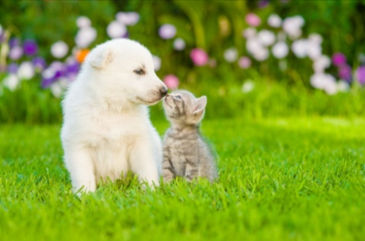 A white puppy and a grey kitten sitting together with their nose touching