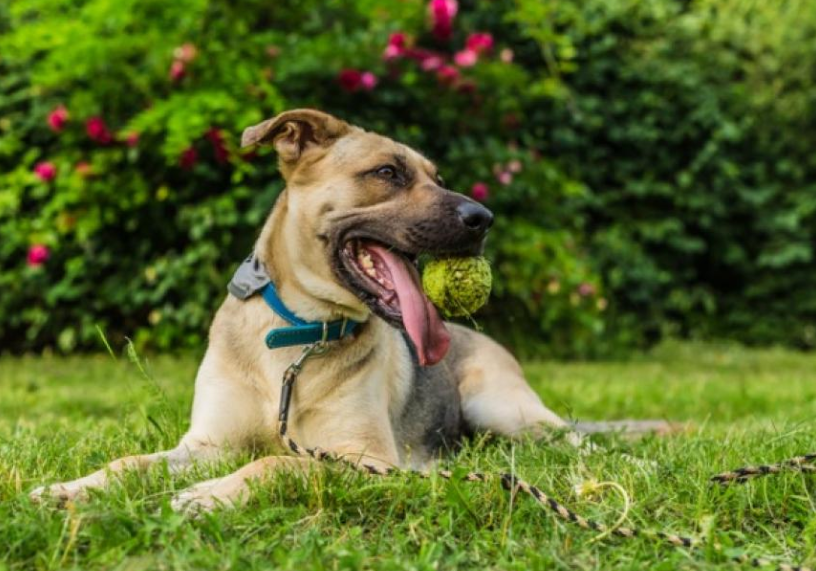 Dog sitting on the grass with a ball in his mouth and his tongue out with a background of trees and flowers