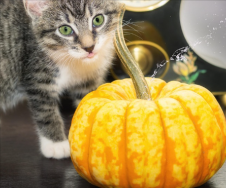 gatto vicino ad una zucca che rappresenta il giorno di Halloween dove poter fare affari con gli sconti Halloween