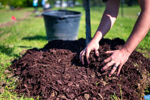 Close-up of person planting a tree using mulch and soil in a sunny garden