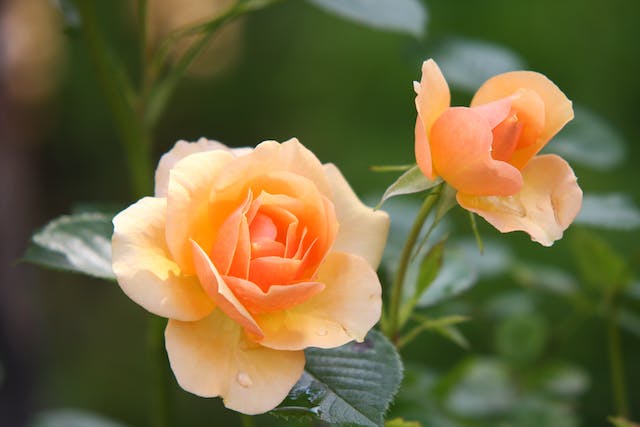 Two orange and pink roses with green leaves and stems, were planted in someone’s garden.