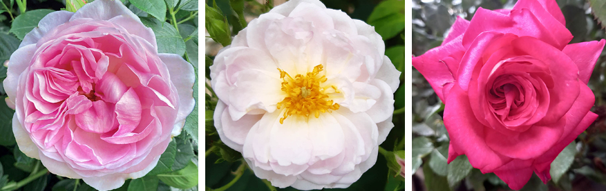 three distinct Harkness Roses offered and redeemable with Harkness Roses discount code