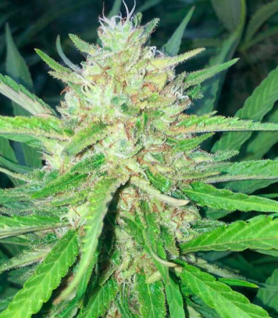 Sugar candy