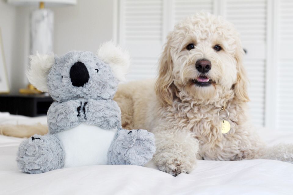 About Patchwork Pet