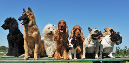About K9 Cover Homepage