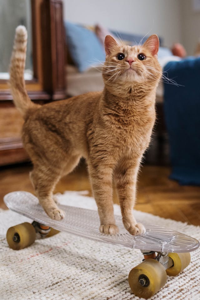 An adult ginger cat standing on a clear skateboard in someone’s living room.