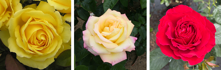 different Harkness Roses’ collections offered to Harkness Roses customers at good price