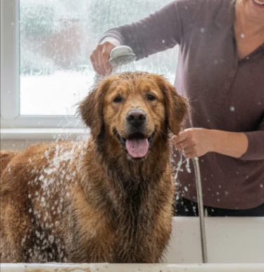 A smiling lady washing a dog in a bathtub.