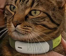 gatto con GPS da poter acquistare online grazie ad un codice sconto Kippy