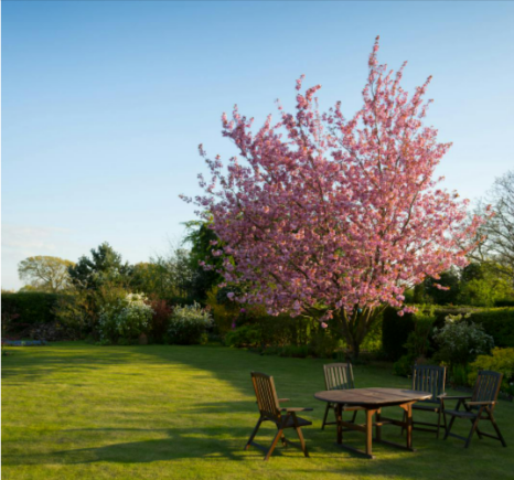 Cherry blossoms and garden furniture