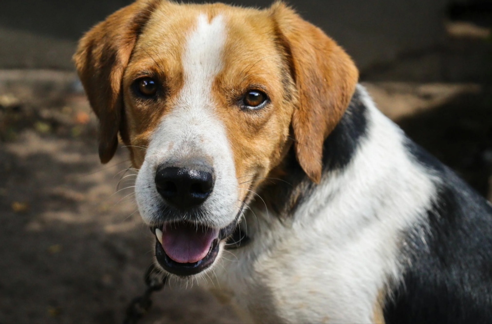 cane all'aria aperta che ha una assicurazione ConTe.it Cane e Gatto acquistata dal suo padrone con un codice sconto ConTe.it Cane e Gatto