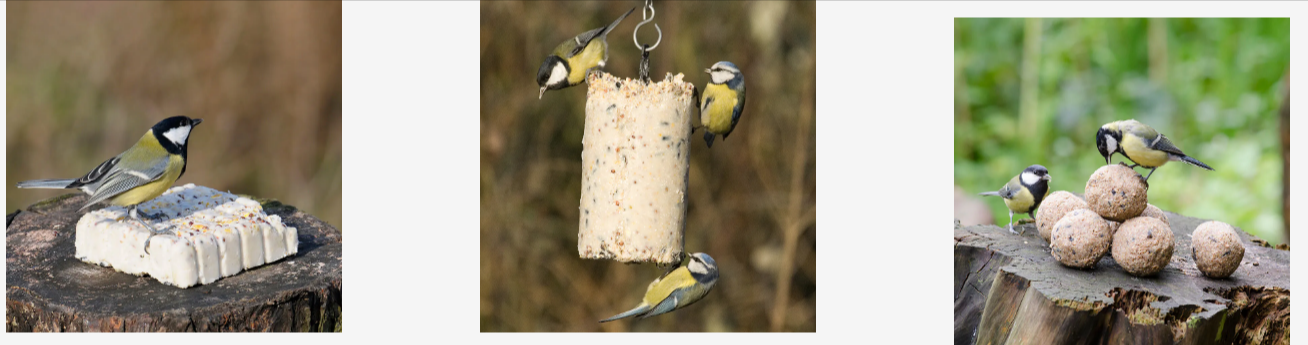 CJ Wildlife's feeders for domestic and wild UK birds