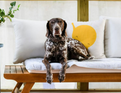 A pet relaxing in a Interhome holiday home booked with an early booking discount