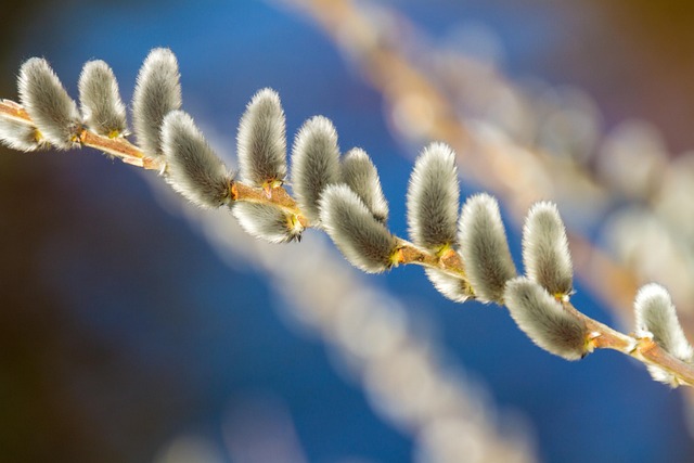 Willow catkin, Shrub, Nature image. with blue skies behind
