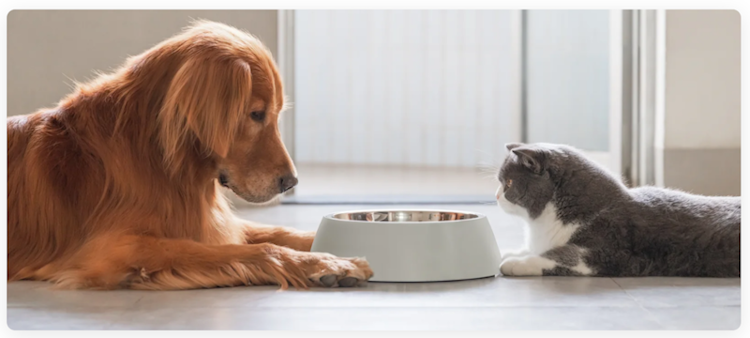 Eine Katze und ein Hund vor einem leeren Futternapf auf dem Boden