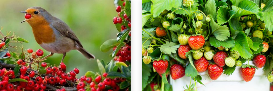 Strawberries growing in a garden and a bird eating berries