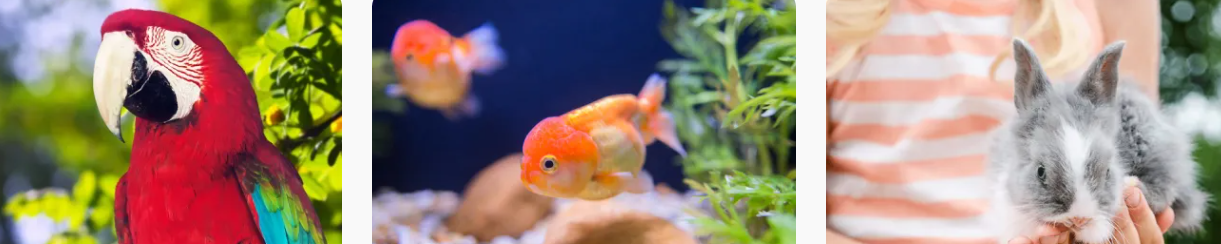 Petbarn pets that they have supplies for as well as cats and dogs