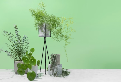 Shop for potted plants and spread green love around