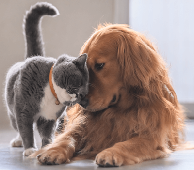 A cat with its head gently pressed against the dog's head