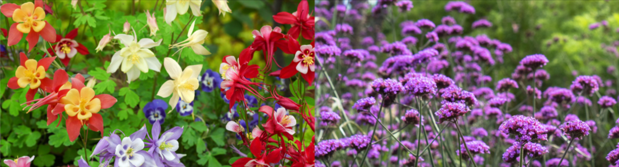 Flowers from Dobies in a garden
