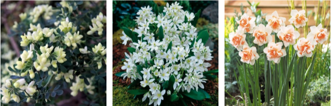 J.Parker’s flowers on sale