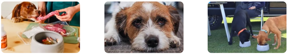 Drei Bilder auf denen Hunde teilweise mit Hundefutter und Futternäpfenzu sehen sind
