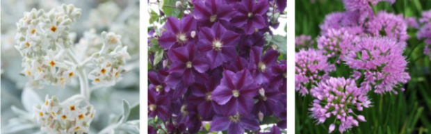 Colourful white, purple and violet flowers in garden beds