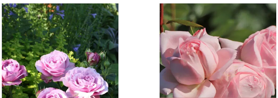 Zwei Bilder mit underschiedlichen Arten von Blumen darauf